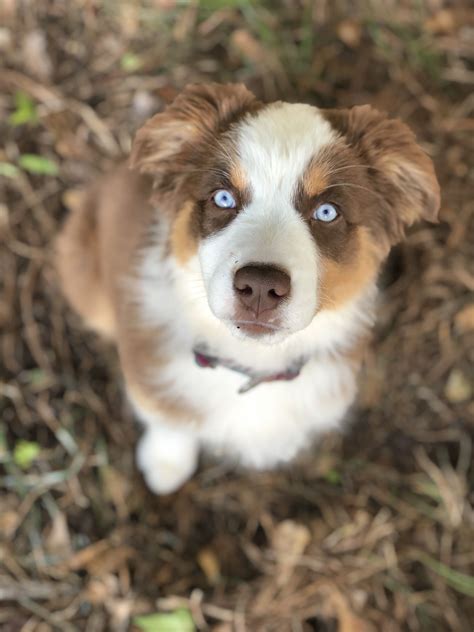 Brown Australian Shepherd Blue Eyes