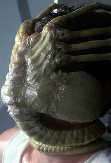 Alien Xenomorph Face Hugger Attacking 的图像结果