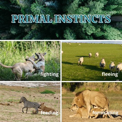 Primal Instincts : r/rationalanimal