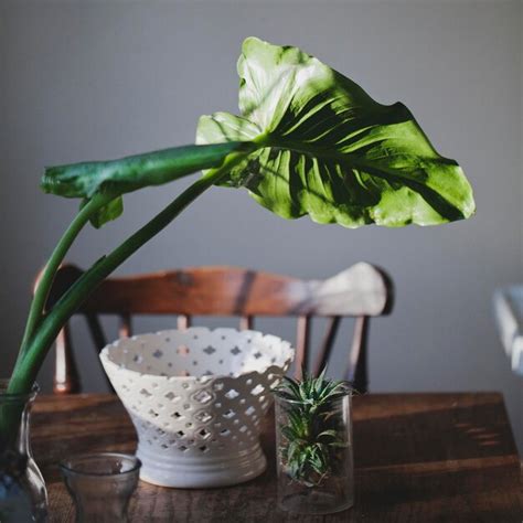 Plants in jar by white pot on table | Premium Photo