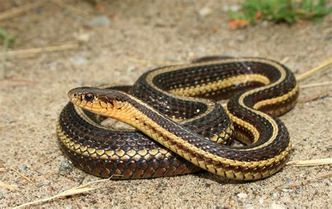 Image result for A Snake Using a Computer