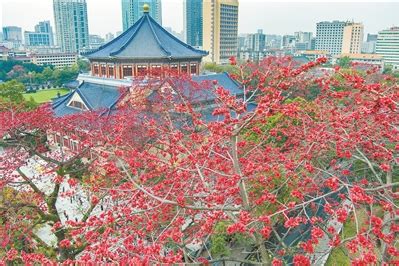 广州日报-最美木棉王 花开八万朵