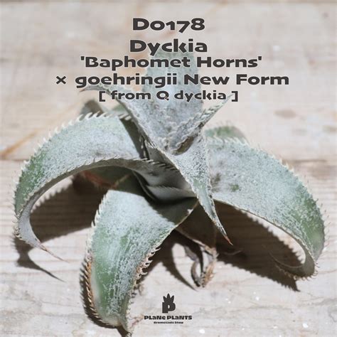 【送料無料】'Baphomet Horns' × goehringii New Form《ベアルート株》〔ディッキア〕現品発送D0178 ...