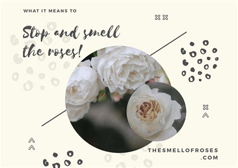 The Smell Of Roses blog about roses and their smell