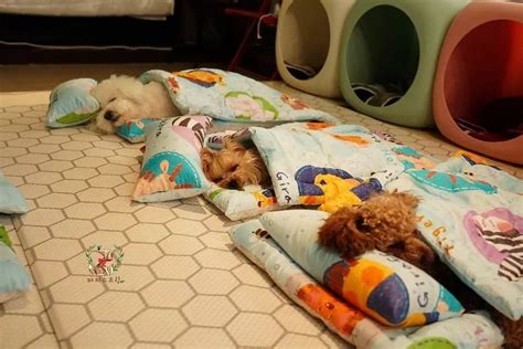 韓國「狗狗日托」Instagram 分享小狗午睡影像，超級溫馨引起網路熱議-攝影札記 Photoblog - 新奇好玩的攝影資訊、攝影技巧教學