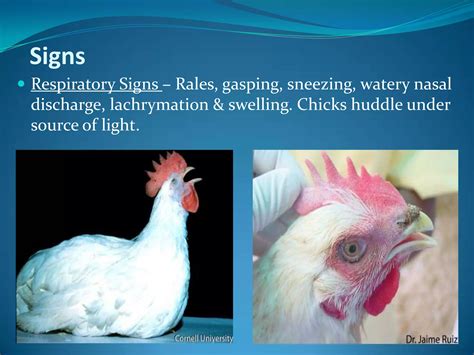 Infectious bronchitis in poultry | PPTX