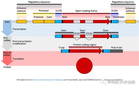 Microarray Machine 的图像结果