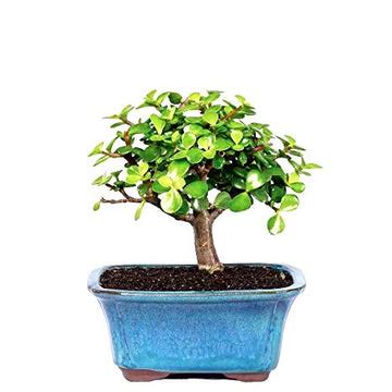 Buy Bonsai Plants and Trees Online | Bonsai Tree for Sale!