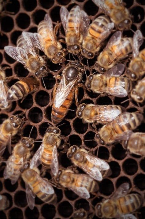 Russian Queen Honey Bees For Sale Free Shipping in Iowa USA | Lappe's ...