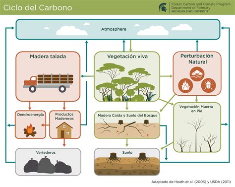 Spanish - Forest Carbon and Climate Program
