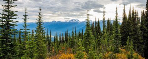 Forestry Science 的图像结果