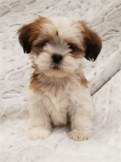 Mini Dogs to Adopt 的图像结果