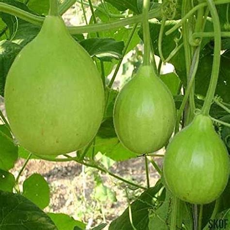 EVOY -PACV - Hybrid Round Gourd Tinda Vegetable 150 Seeds D71 : Amazon ...