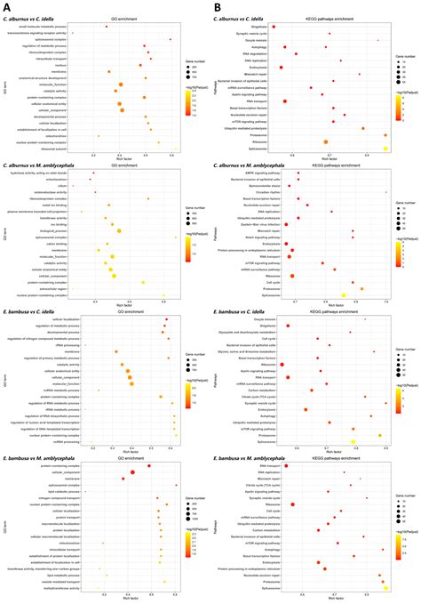 Comparative Transcriptomics of Olfactory Rosettes Reveals Expression ...