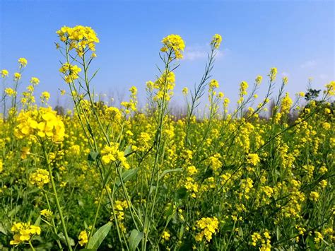 How tiny pests traverse long distance to attack mustard crops