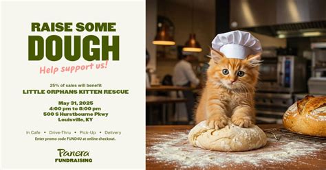 Little Orphans Kitten Rescue Night at Panera, Panera Bread (500 S ...