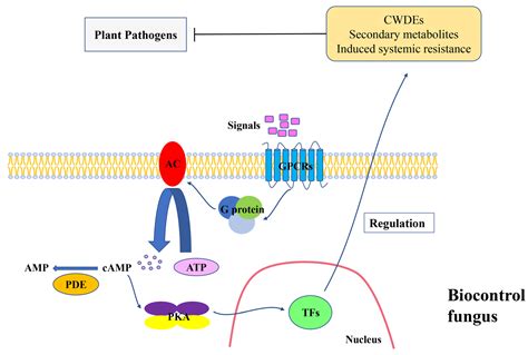 cAMP Signalling Pathway in Biocontrol Fungi