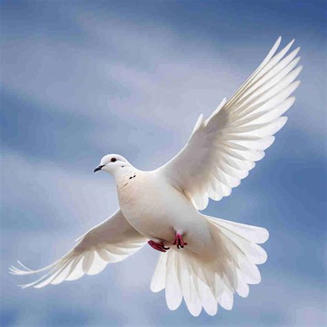 White Dove Symbolism: Peace and Purity