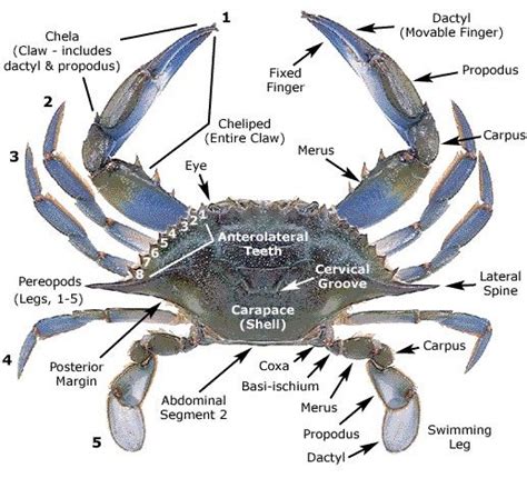Parts of a crab useful crab anatomy with pictures – Artofit
