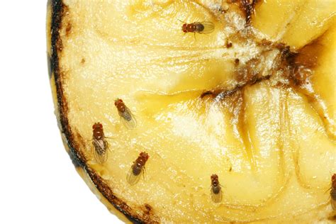 Fruit Fly Control Sydney from $90 | Fruit fly Pest Control