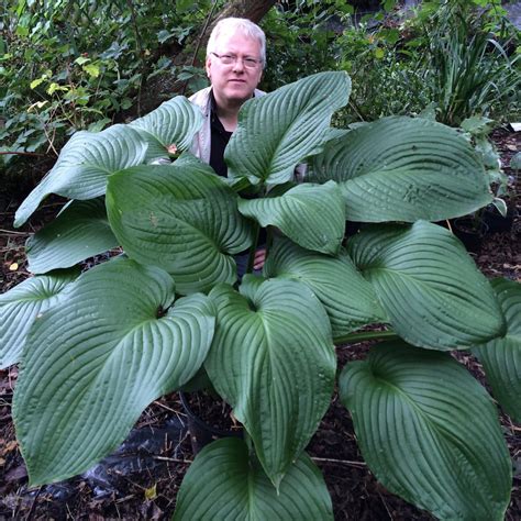 Hostas Planting Guide - Easy To Grow Bulbs