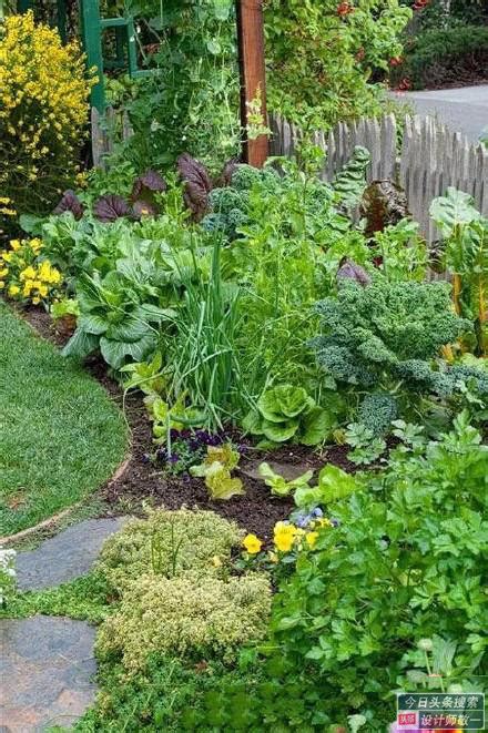 零基础也能学的蔬菜打理术，让家中菜园美得赛花园-搜狐