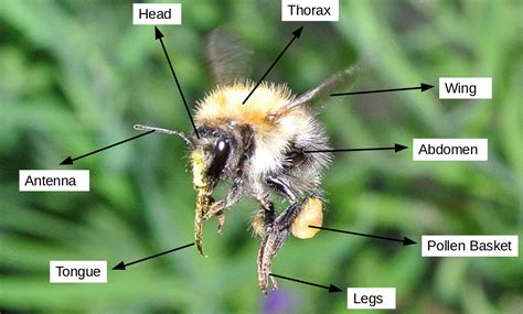 OLCreate: PUB_2876_1.0 Identifying common Bumblebee and Butterfly species