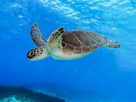 Image result for Turtle Programming Tutorial