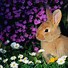 Image result for Cutest Bunny Rabbits