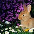 Image result for Infant Rabbit