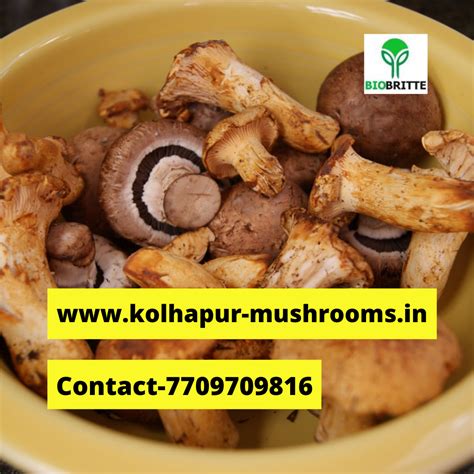 Mushroom market in Maharashtra | Mushroom farming | Biobritte mushroom ...