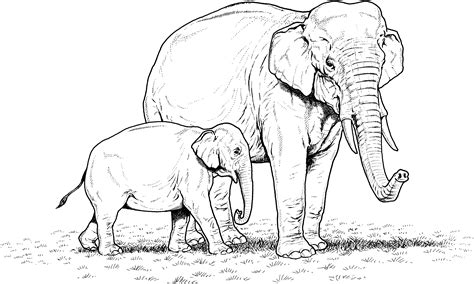 Printable Coloring Pages Elephant