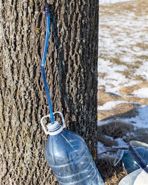 Image result for Extracting Maple Syrup From Trees