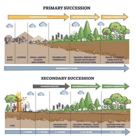 Image result for Primary Succession Examples
