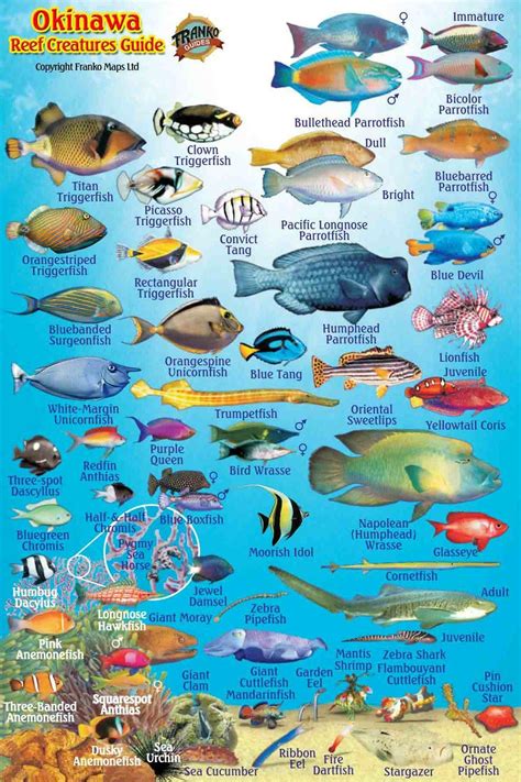 Hawaiian Reef Fish Chart | Portal.posgradount.edu.pe