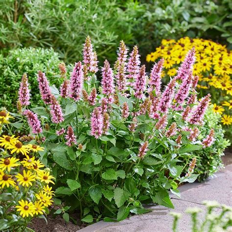 Buy Mexican giant hyssop Agastache rugosa 'Beelicious Pink ('Agapk ...