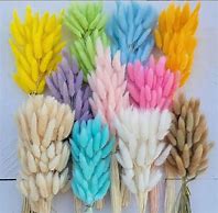 Image result for Baby Bunny Tail