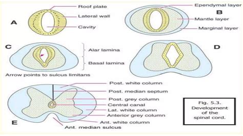 Image result for Lamina Terminalis Embryonic Development