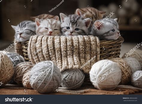 29,664 Basket of kittens Images, Stock Photos & Vectors | Shutterstock