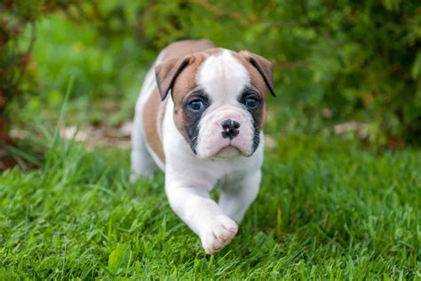 How Much Does an American Bulldog Cost? (2026 Price Guide)