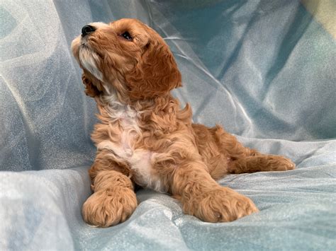 Image result for Buff Cockapoo