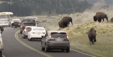 The Animals You Need to Fear in Yellowstone National Park