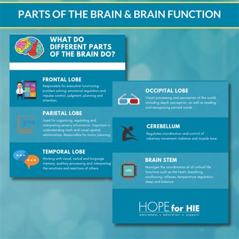 Brain Function Explained 的图像结果