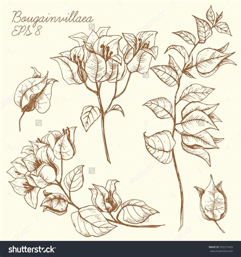 Bougainvillea Flower Drawing