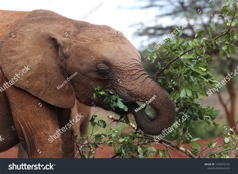 Images Of Elephants Eating