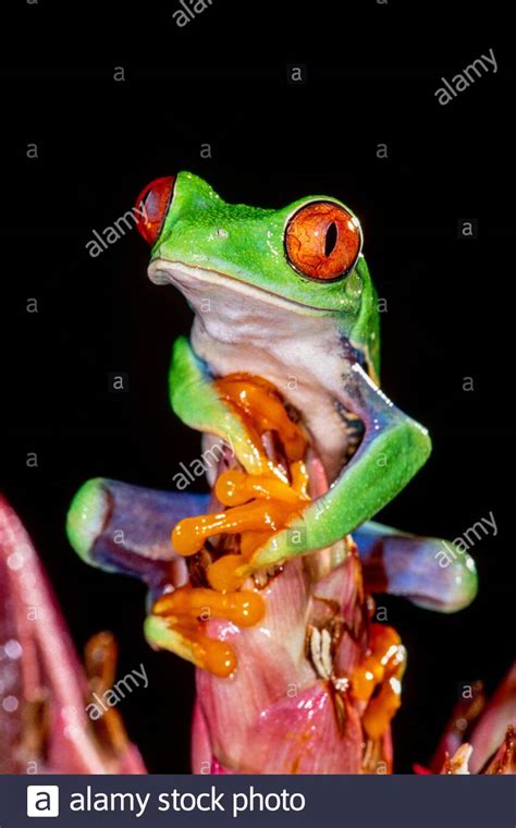 Image result for Pink Tree Frog