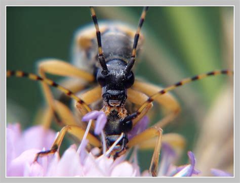 Galerie » Brouci (Coleoptera)