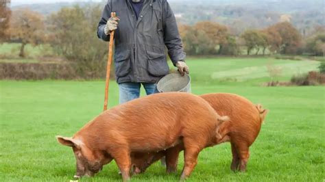 What Are Tamworth Pigs Known For? | All About Tamworth Pigs - Farm and ...