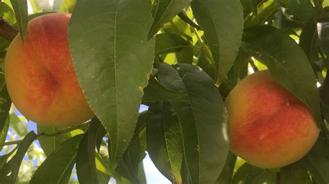 Georgia farmers could see more peaches thanks to winter cold fronts ...