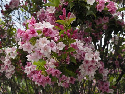 29 Low-Maintenance Flowering Bushes That Require Minimal Care